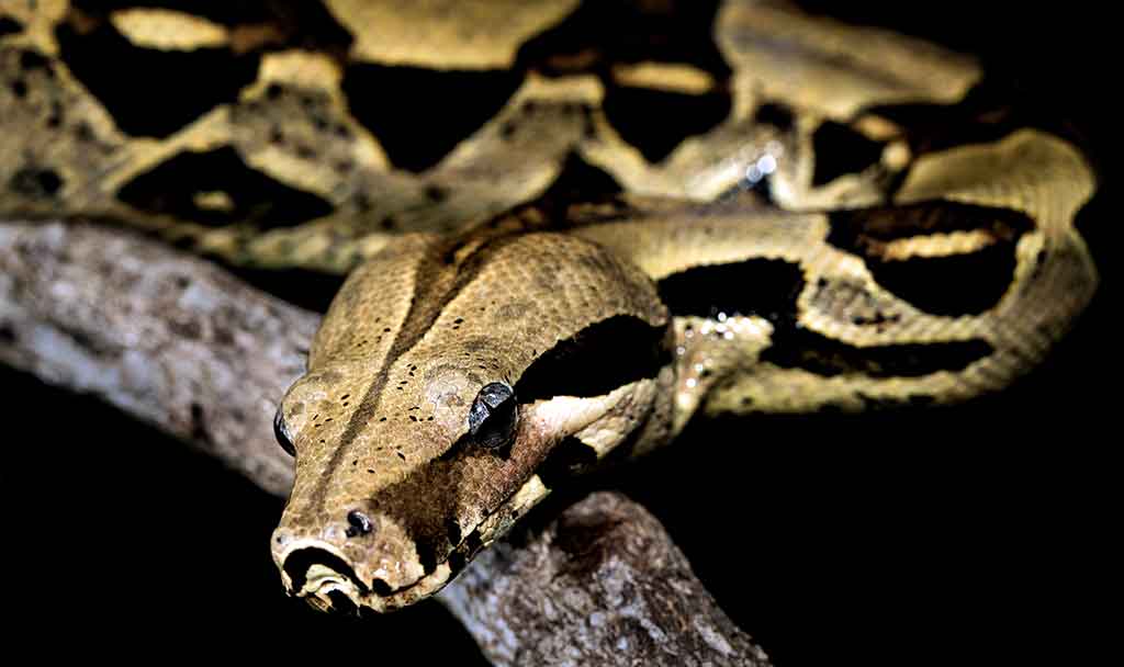 Why pythons and boas look alike
