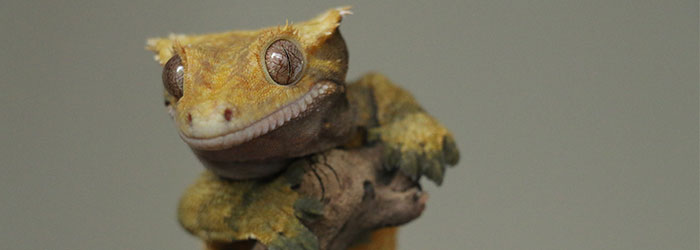 The Best Pet Lizards Reptilekingdoms,When Are Figs In Season In Nc