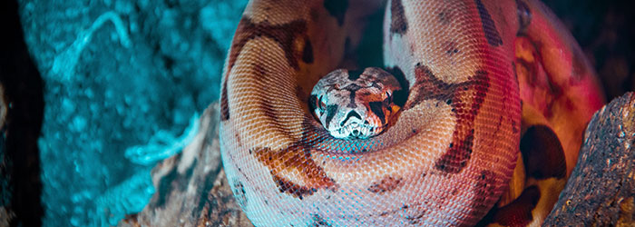 8 Striking Facts About Boa Constrictors