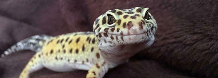 Leopard Gecko Morph