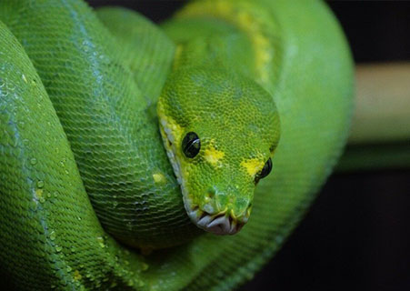 Bummiswhisperforsale: Green Tree Python Teeth Size