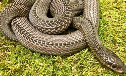 The 3 Fastest Snakes In The World