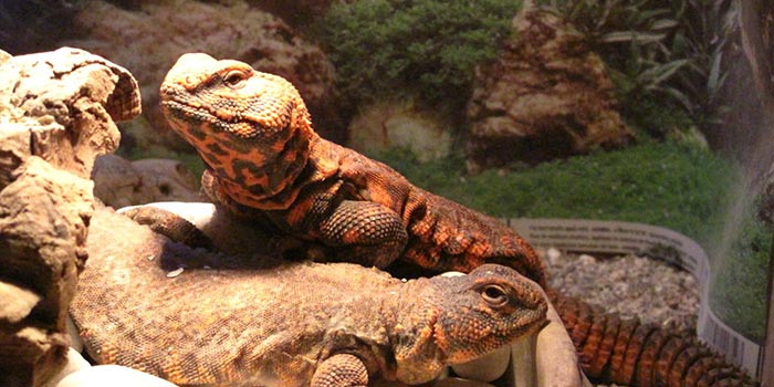 Uromastyx Does This Spikey Lizard Like Make A Good Pet R K,Parmesan Cheese Grated