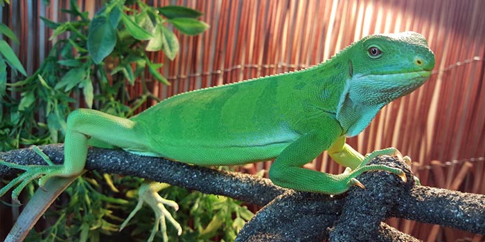 Iguana As A Pet Is It A Good Idea Reptilekingdoms,Chameleon Petco