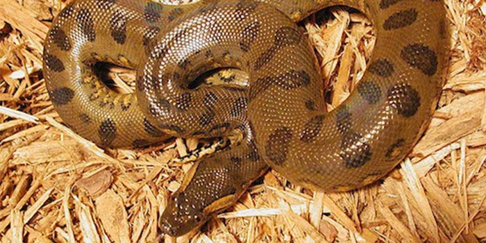 Are Anacondas Poisonous Fully Explained Reptilekingdoms