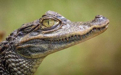 What Do Crocodiles Eat?