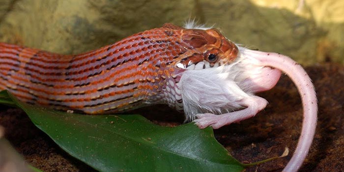 What Do Corn Snakes Eat Reptilekingdoms,Pet Fennec Fox