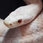 How Much Do Corn Snakes Cost