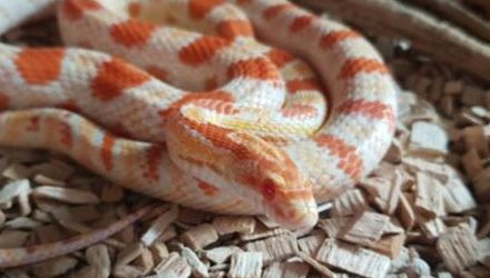 What Does A Corn Snake Look Like