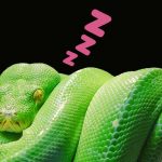 Do Snakes Sleep
