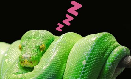 Are snakes nocturnal