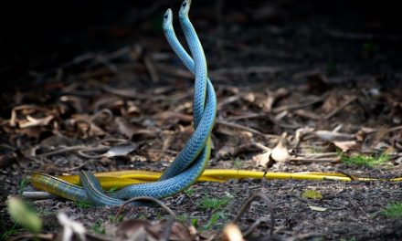 How Do Snakes Reproduce