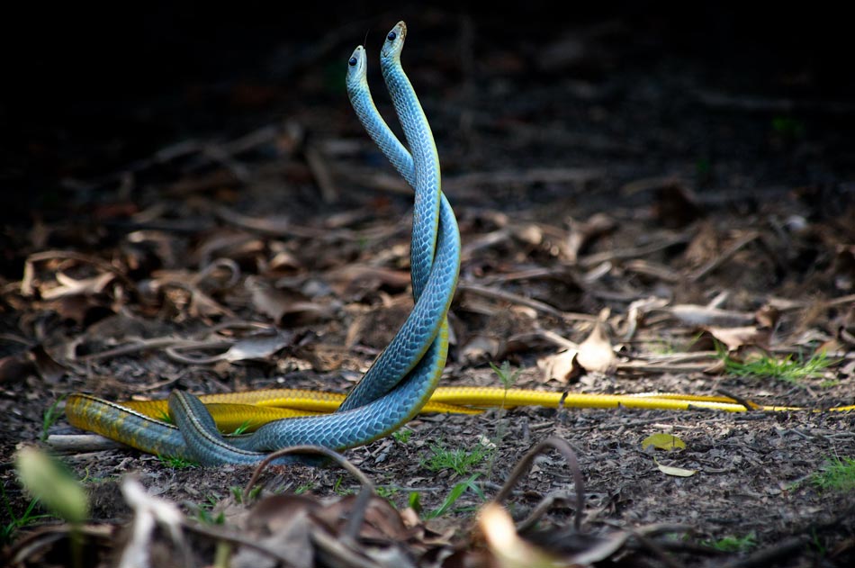 stromen Ga lekker liggen Gentleman vriendelijk How Do Snakes Reproduce [EXPLAINED] ReptileKingdoms