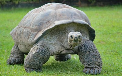 Tortoise As A Pet? Everything You Need To Know