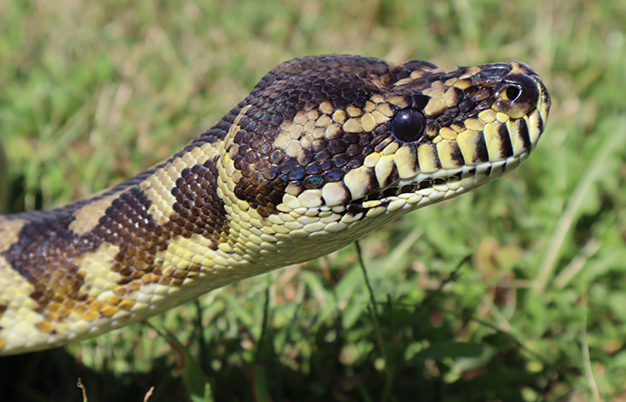 How Often Do Carpet Pythons Eat?