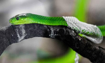 Why, How & When Snakes Shed Their Skin