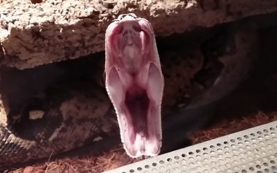 Why Snakes Yawn