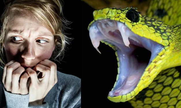 why Are People Scared Of Snakes?