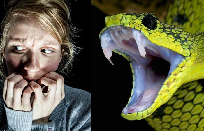 why Are People Scared Of Snakes? - ReptileKingdoms