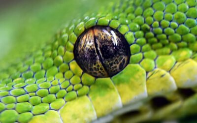 do Snakes Have Eyelids