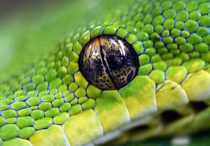 do Snakes Have Eyelids